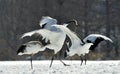 Dancing Cranes. The red-crowned cranes.