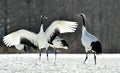 Dancing Cranes. The red-crowned cranes.