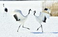 Dancing Cranes. The red-crowned cranes.