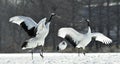 Dancing Cranes. The red-crowned cranes.