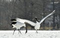 Dancing Cranes. The red-crowned cranes.