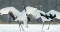 Dancing Cranes. The ritual marriage dance of cranes. The red-crowned crane. Scientific name: Grus japonensis, also called the