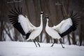 Dancing Cranes. The ritual marriage dance of cranes. The red-crowned crane. Scientific name: Grus japonensis, also called the