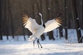 Dancing Cranes. The ritual marriage dance of cranes. The red-crowned crane. Scientific name: Grus japonensis, also called the