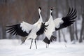 Dancing Cranes. The ritual marriage dance of cranes. The red-crowned crane. Scientific name: Grus japonensis, also called the