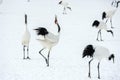 Dancing Cranes. The ritual marriage dance of cranes. The red-crowned cranes.