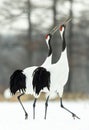 Dancing Cranes. The ritual marriage dance of cranes. The red-crowned crane. Scientific name: Grus japonensis, also called the