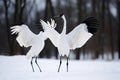 Dancing Cranes. The ritual marriage dance of cranes. The red-crowned crane. Scientific name: Grus japonensis, also called the