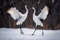 Dancing Cranes. The ritual marriage dance of cranes. The red-crowned crane. Scientific name: Grus japonensis, also called the