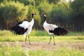 Dancing Cranes. The ritual marriage dance of cranes. The red-crowned crane. Scientific name: Grus japonensis, also called the