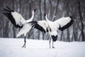 Dancing Cranes. The ritual marriage dance of cranes. The red-crowned crane. Scientific name: Grus japonensis, also called the