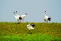 Dancing of crowned cranes