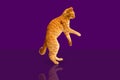 Dancing disco ginger cat on a violet background with a glare of light Royalty Free Stock Photo
