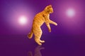 Dancing disco ginger cat on a violet background with a glare of light Royalty Free Stock Photo