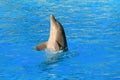 Dolphin dancing in water of aquarium