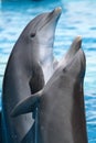 Dancing dolphins Royalty Free Stock Photo