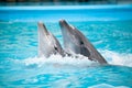 Dancing dolphins Royalty Free Stock Photo