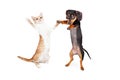 Dancing Doxie Dog and Kitten