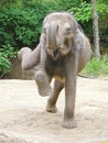 Dancing elephant