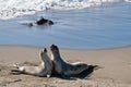 Dancing Elephant Seals at Piedras Blancas, San Simeon