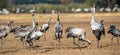 Dancing Eurasian Cranes in arable field. Royalty Free Stock Photo