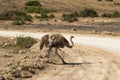 Dancing female ostrich. Savanna of Amboseli, Kenya