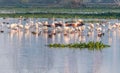 Dancing flamingo in a lake Royalty Free Stock Photo