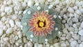 Blooming Astrophytum flower in time lapse motion.