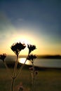 Dancing flowers at sunset Royalty Free Stock Photo