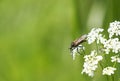 Dancing Fly, Empis opaca. Close up of insect