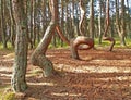 `Dancing Forest` on the Curonian Spit. Kaliningrad region Royalty Free Stock Photo