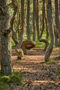 Dancing forest on the Curonian Spit of the Kaliningrad region. Royalty Free Stock Photo