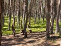 Dancing forest. Curonian Spit. Kaliningrad region Royalty Free Stock Photo