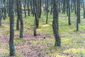 Dancing forest on the Curonian Spit in the Kaliningrad region, Russia Royalty Free Stock Photo