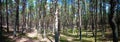 Dancing forest, Curonian spit, Kaliningrad region Russia Royalty Free Stock Photo