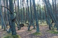 Dancing forest on the Curonian Spit in the Kaliningrad region, Russia Royalty Free Stock Photo