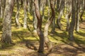 Dancing forest in Curonian Spit National Park Royalty Free Stock Photo