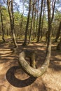 Dancing forest in Curonian Spit National Park Royalty Free Stock Photo