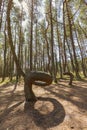 Dancing forest in Curonian Spit National Park Royalty Free Stock Photo