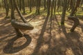 Dancing forest in Curonian Spit National Park Royalty Free Stock Photo