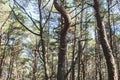 Dancing forest, Curonian spit, Pine twisted trees forest, Kurshskaya Kosa National Park, Kaliningrad Oblast, Russia and Klaipeda Royalty Free Stock Photo