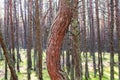 Dancing forest, Curonian spit, Pine twisted trees forest, Kurshskaya Kosa National Park, Kaliningrad Oblast, Russia and Klaipeda Royalty Free Stock Photo