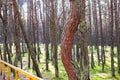 Dancing forest, Curonian spit, Pine twisted trees forest, Kurshskaya Kosa National Park, Kaliningrad Oblast, Russia and Klaipeda Royalty Free Stock Photo