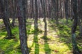 Dancing forest, Curonian spit, Pine twisted trees forest, Kurshskaya Kosa National Park, Kaliningrad Oblast, Russia and Klaipeda Royalty Free Stock Photo