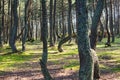 Dancing forest, Curonian spit, Pine twisted trees forest, Kurshskaya Kosa National Park, Kaliningrad Oblast, Russia and Klaipeda Royalty Free Stock Photo