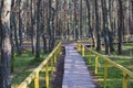 Dancing forest, Curonian spit, Pine twisted trees forest, Kurshskaya Kosa National Park, Kaliningrad Oblast, Russia and Klaipeda Royalty Free Stock Photo