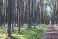 Dancing forest, Curonian spit, Pine twisted trees forest, Kurshskaya Kosa National Park, Kaliningrad Oblast, Russia and Klaipeda Royalty Free Stock Photo