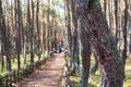 Dancing forest, Curonian spit, Pine twisted trees forest, Kurshskaya Kosa National Park, Kaliningrad Oblast, Russia and Klaipeda Royalty Free Stock Photo