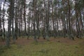 Dancing Forest, Curonian Spit, Russia Royalty Free Stock Photo