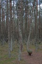 Dancing Forest, Curonian Spit, Russia Royalty Free Stock Photo